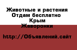 Животные и растения Отдам бесплатно. Крым,Жаворонки